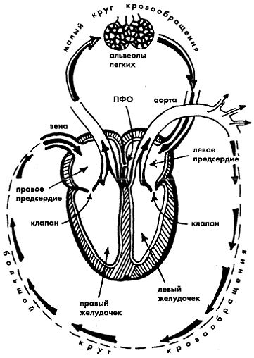 Процессы происходящие в организме человека, дыхательная и кровеносная системы, сердечно-сосудистая система человека